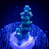 LRO Teal Latistella