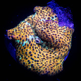 Leopard Disco