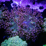 Pink Frogspawn