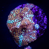 Leopard Discosoma