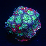 Grafted War Coral