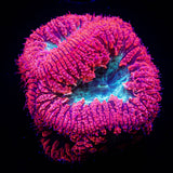 Teal Mouth Blasto