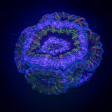 Monsters Inc Acan