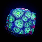 Grafted Favia