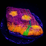 LRO Rainbow Chalice HOT