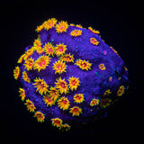 WWC Bizzaro Cyphastrea