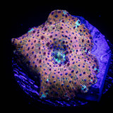 Polka Dot Discosoma