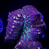 LRO Professor X Rhodactis