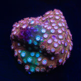 JF Fender Bender Cyphastrea