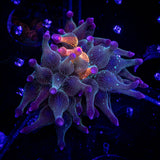 Nexus Burst Anemone