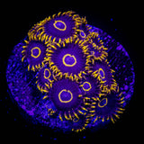 Purple Hornet Zoas