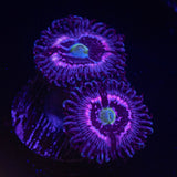 Pink Constellation Zoas