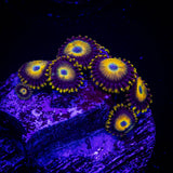 Scrambled Eggs Zoa