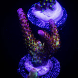 PC Rainbow Acro