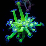 LRO Metallic Verde Goni SO BRIGHT