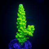 Bali Green Slimer