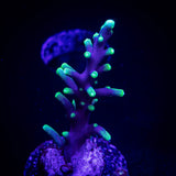 LRO Xtreme Pacman Acro
