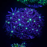 Daisy Clove Polyps