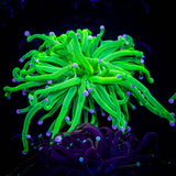 Malaysain Cotton Candy Torch SO BRIGHT