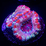 Candy Stripe Acan