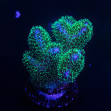 Pocillopora