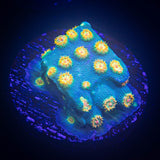 Spongebob Cyphastrea