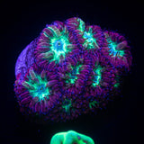 Cabernet Blasto