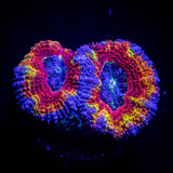 Rainbow Bright Acan