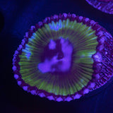 Grandis Palythoa