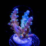 CB Flaming Unicorn Acro