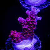 ORA Red Planet Acro
