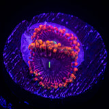 Fairy Fart Zoas