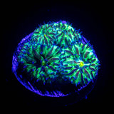 Northern Lights Blasto