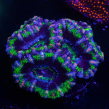 Pink Streak Acan