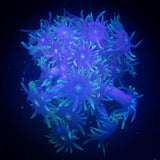 Blue Goni