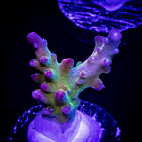 LRO Rainbow Cake Acro