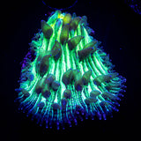 Toxic Diaseris SO BRIGHT