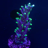 LRO Xtreme Pacman