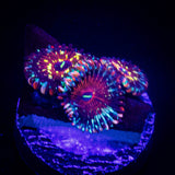 Seduction Zoas
