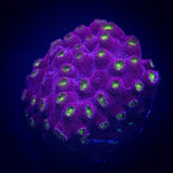 Bling Bling Cyphastrea