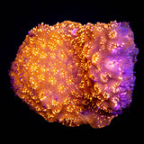 Orange Pavona