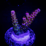 PC Rainbow Acro