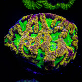 Sidewinder Favia