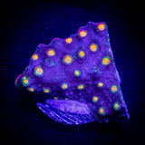 LRO Rainbow Madness Cyphastrea