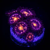 Supernova Zoas