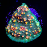 LRO Fukushima Chalice