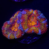 Agent Orange Acan