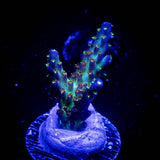 JKR Rainbow Acro