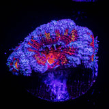 LRO Taj Mahal Acan