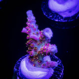 WWC Jello Shot Acro